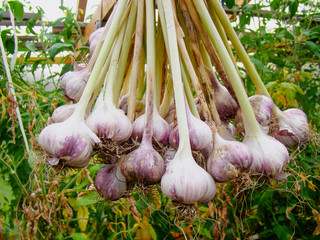 Hanging bunch of heads of garlic on a background of green vegetation in the garden.