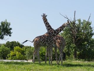 Two giraffes standing close to each other close to small trees