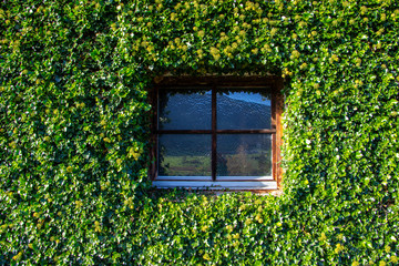 Fenster 