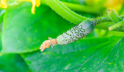 Cucumbers on the branch . Harvest. Grown vegetables. Non-GMO vegetables.