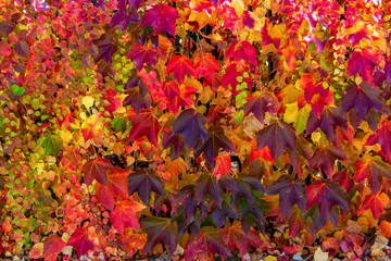 Rote Schwarzbeerblätter