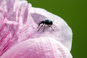 Rüsselkäfer Makro
