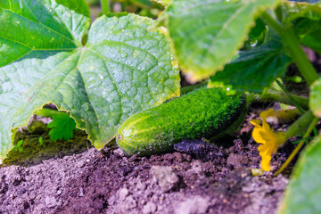 Cucumbers on the branch . Harvest. Grown vegetables. Non-GMO vegetables.