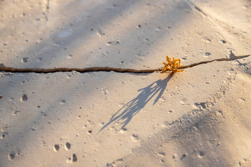 Dry plant growing in a crack casting a shadow on the dry surface of the earth in the Judean desert