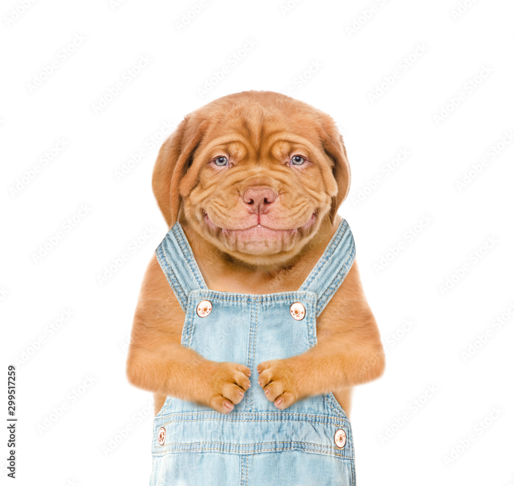 Poster smiling puppy farmer or worker wearing a overalls looks at camera. isolated on white background