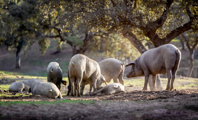 Obraz premium iberian pigs eating in the countryside freely