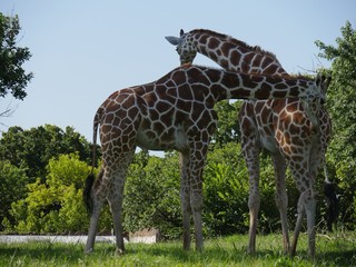 Close up shot of two giraffes standing in a grassy area