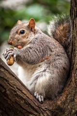 Squirrel eating a peanut on a branch