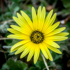 wild yellow flower macro close up