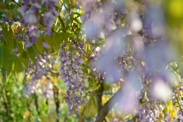 藤の花