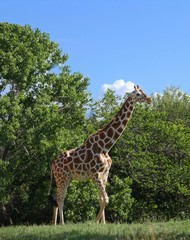 Obraz premium Side view of a giraffe standing close to the trees