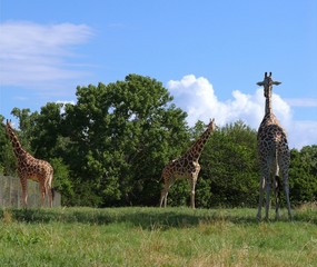 Three giraffes standing in an open space