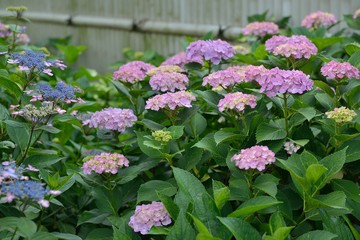 Obraz premium 紫陽花