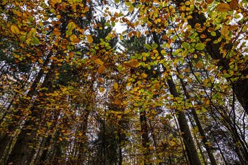 Die Blätter der Bäume im Wald leuchten in den Herbstfarben