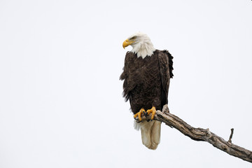 Bald Eagle perched on a dead branch