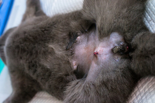 adult male cat castration with cryptorchidism