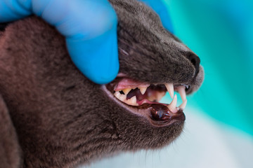 the teeth of a young cat