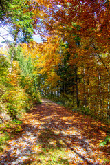 Fototapeta na wymiar Herbstbäume 
