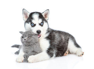 Friendly Siberian Husky puppy hugs kitten and chews her ear. isolated on white background © Ermolaev Alexandr