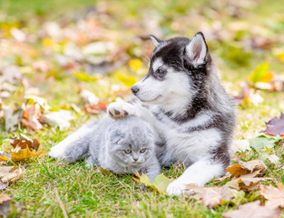 Husky puppy hugs baby kitten in autumn park