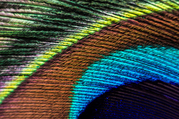 Peacock feather macro. Peacock feather close-up with clear lines and color transitions.