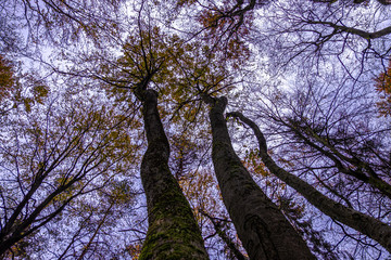 Blick durch die Bäume in den Himmel