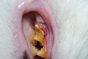 domestic cat with gingivitis and gum retraction. Bacterial plaque or tartar on the teeth surface