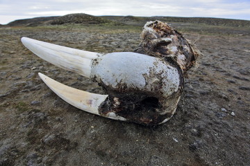 Walrus head with tusks on the Arctic beach 