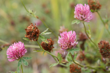 wilting wild clover flowers closeup