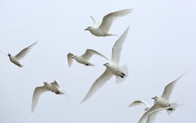 Obraz premium Ivory Gull (Pagophila eburnean) in the Arctic