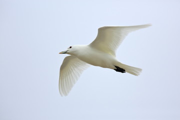 Ivory Gull (Pagophila eburnean) in the Arctic