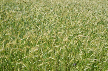 Green cereal field on a summer day, background