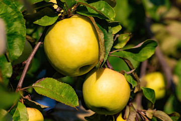 Yellow apples on the tree