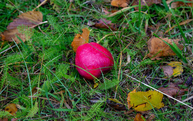 Obraz na płótnie Canvas Red apples on the fallen leaves