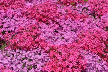 Fototapeta premium 芝桜