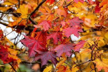 Fototapeta na wymiar Autumn maple foliage. Yellow-red maple