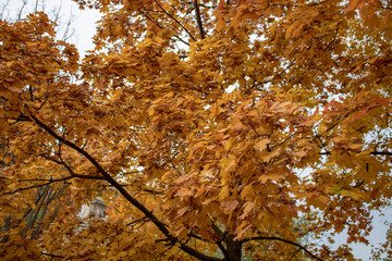 Maple tree with spreading branches and yellow thick leaves