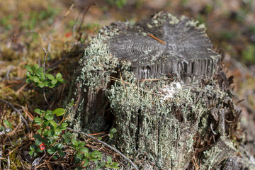 rotten stump overgrown with green and white moss close-up