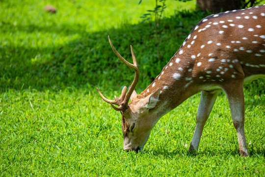 cheetal or chital deer, also known as spotted deer in lush forest meadow. Deer family
