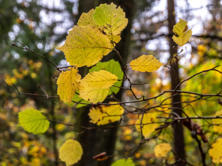 Die Blätter der Bäume im Wald leuchten in den Herbstfarben
