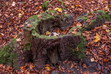 Baumstumpf verrottet so langsam im Wald