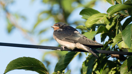 summer - bird sitting on wire