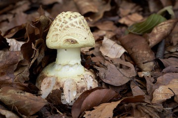 Inedible mushroom Amanita citrina growing in the leaves in the beech forest. Also known as false...