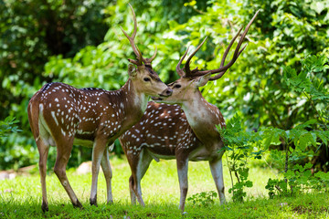 Naklejka na ściany i meble cheetal or chital deer, also known as spotted deer in lush forest meadow. Deer family