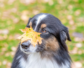 Leaf fell on the dog’s nose in autumn park