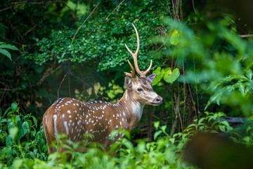 cheetal or chital deer, also known as spotted deer in lush forest meadow. Deer family