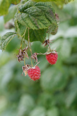 ripe berries garden raspberries on the branch
