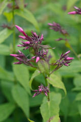 delicate purple flowers of a field plant close up