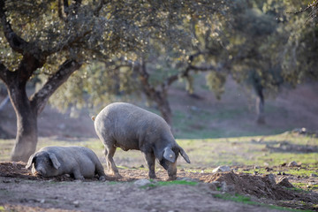 iberian pigs eating in the countryside freely
