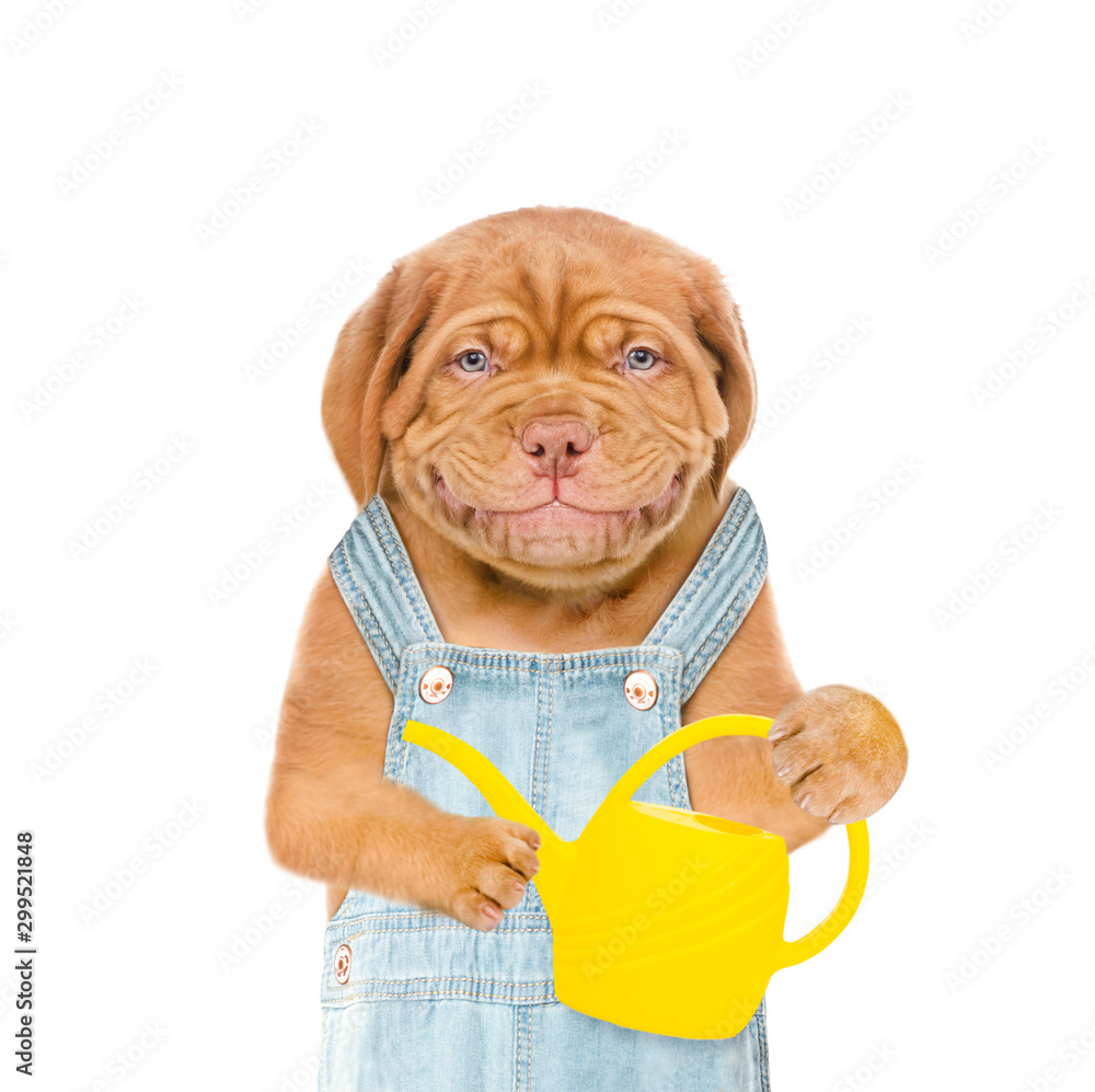 Poster smiling puppy farmer holds a watering can. isolated on white background
